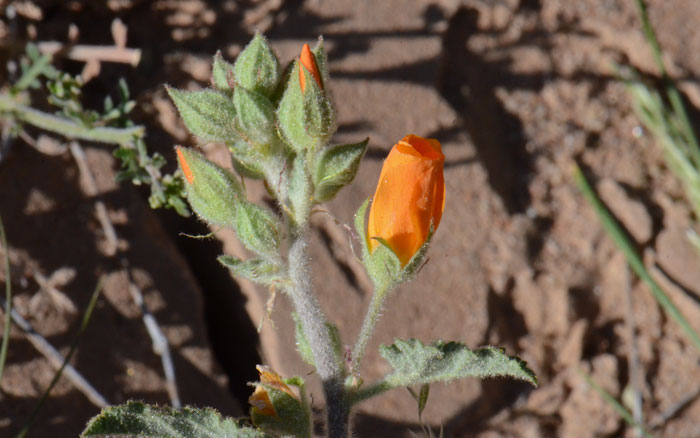 Sphaeralcea coulteri, Coulter's Globemallow